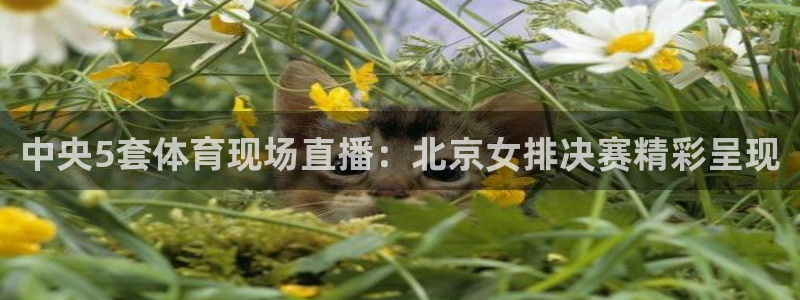 鲸鱼体育nba73.tv：中央5套体育现场直播：北京女排决赛精彩呈现